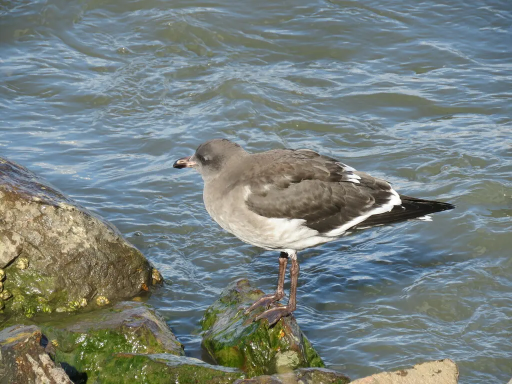 豚鸥(Leucophaeus scoresbii)