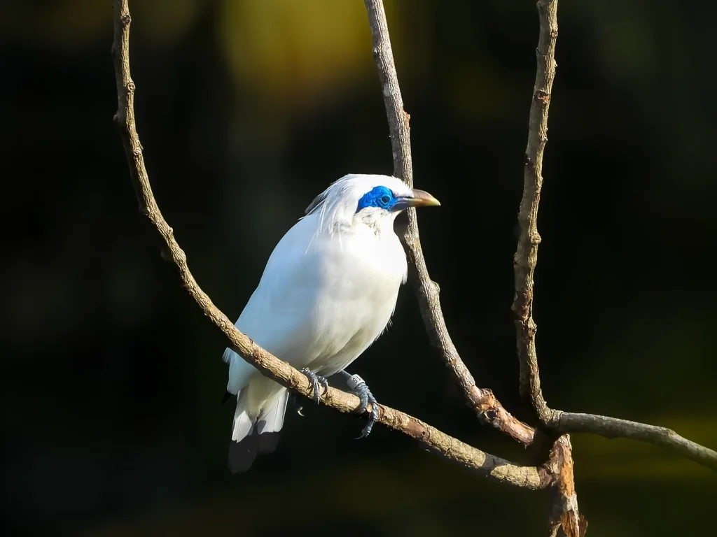 长冠八哥(Leucopsar rothschildi)