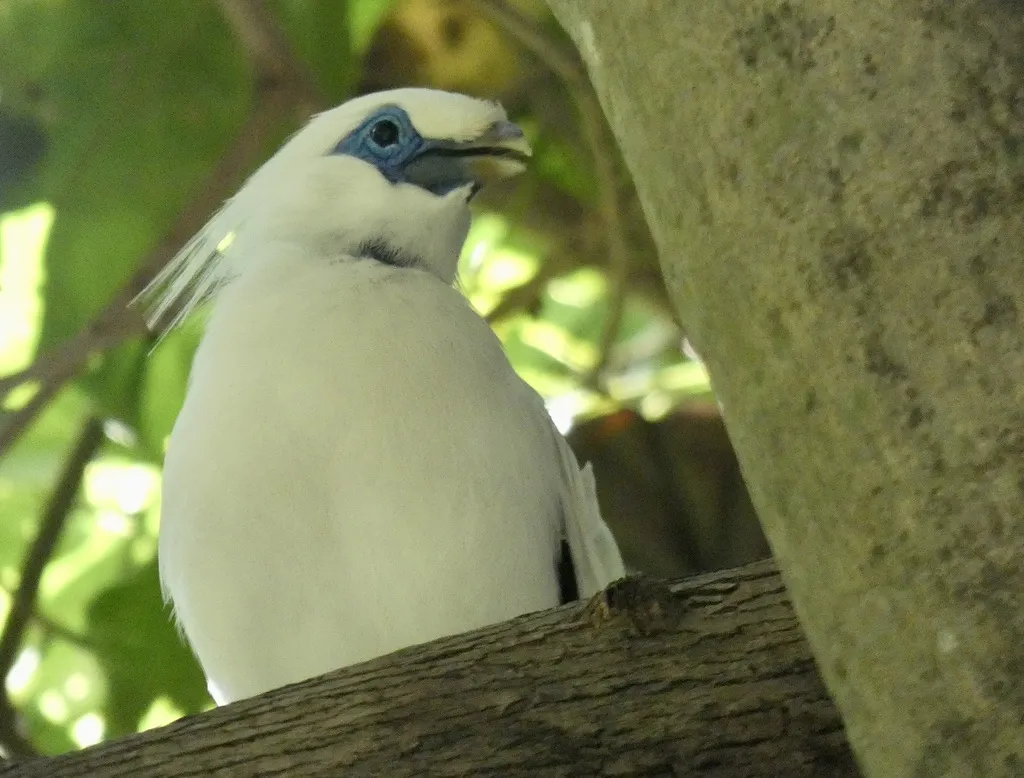 长冠八哥(Leucopsar rothschildi)