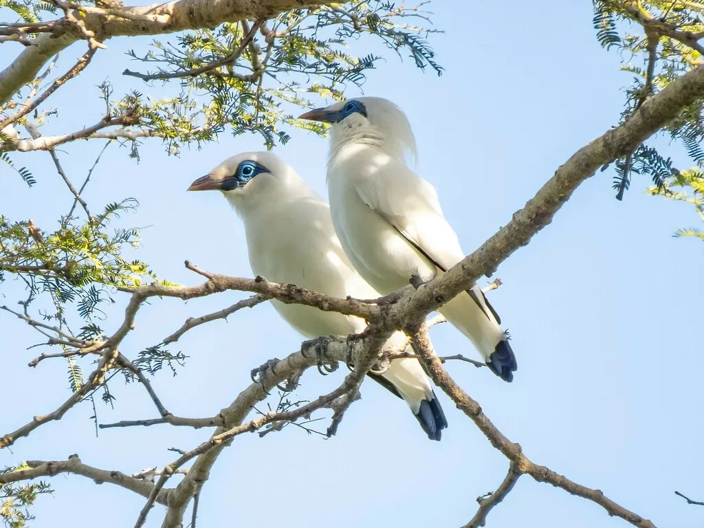长冠八哥(Leucopsar rothschildi)