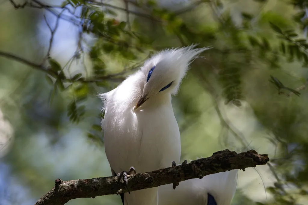 长冠八哥(Leucopsar rothschildi)