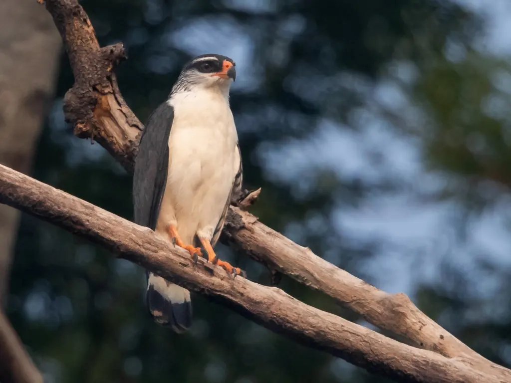 白眉南美鵟(Leucopternis kuhli)