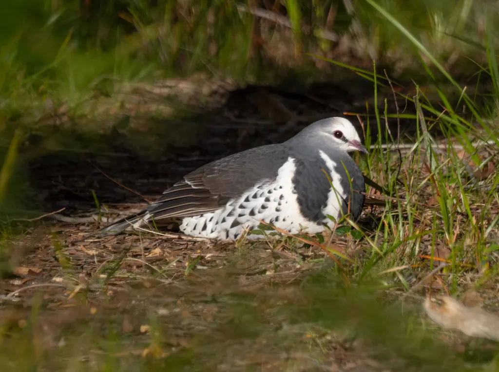 巨地鸠(Leucosarcia melanoleuca)