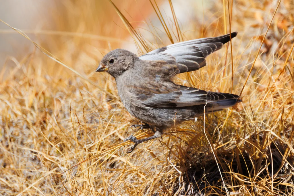 粉红腹岭雀（Leucosticte arctoa）