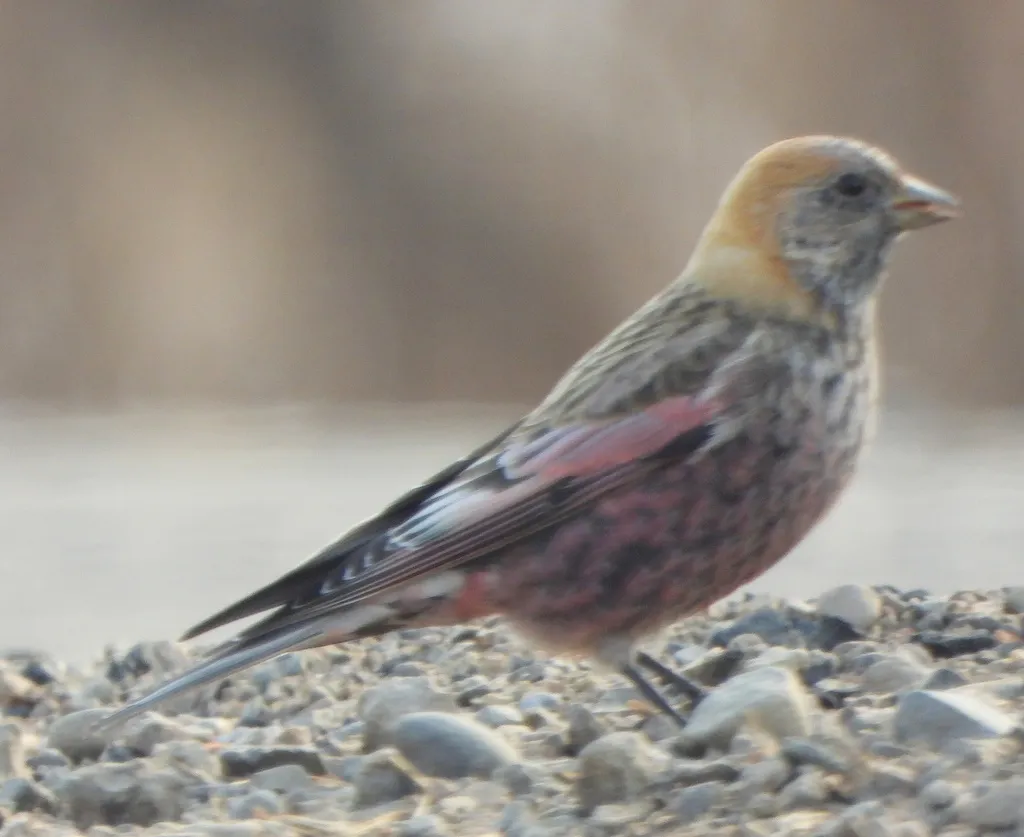 粉红腹岭雀（Leucosticte arctoa）