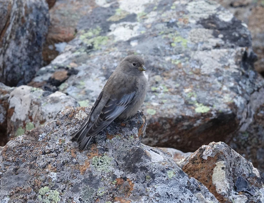 粉红腹岭雀（Leucosticte arctoa）
