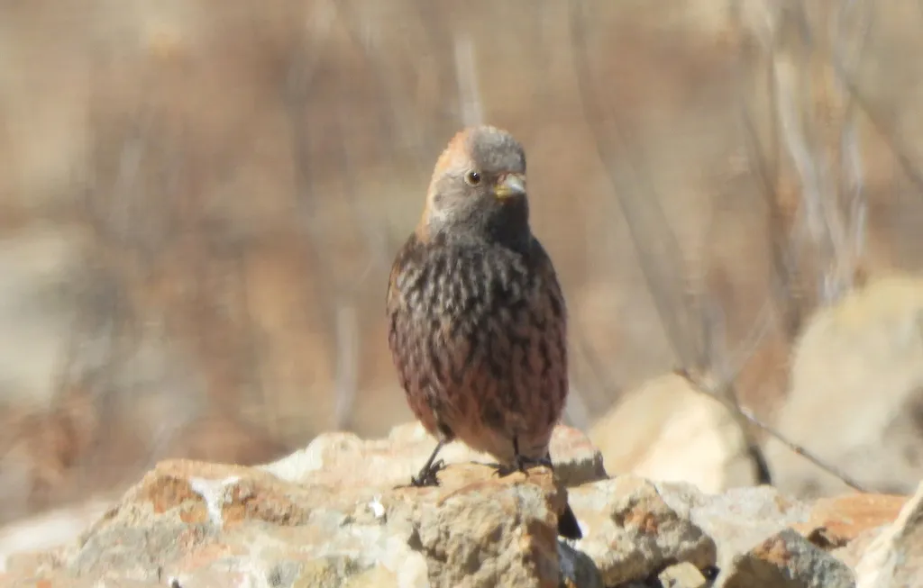 粉红腹岭雀（Leucosticte arctoa）
