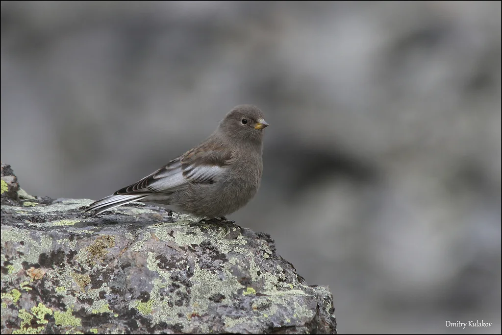 粉红腹岭雀（Leucosticte arctoa）