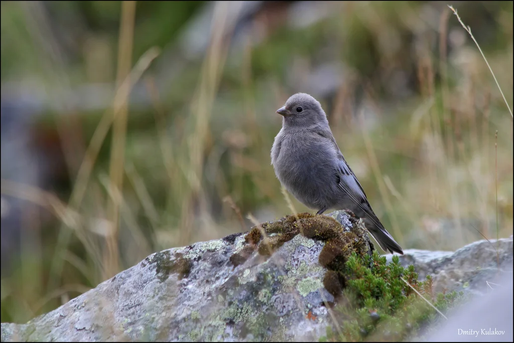 粉红腹岭雀（Leucosticte arctoa）