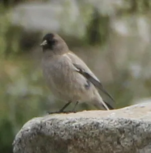 高山岭雀(Leucosticte brandti)