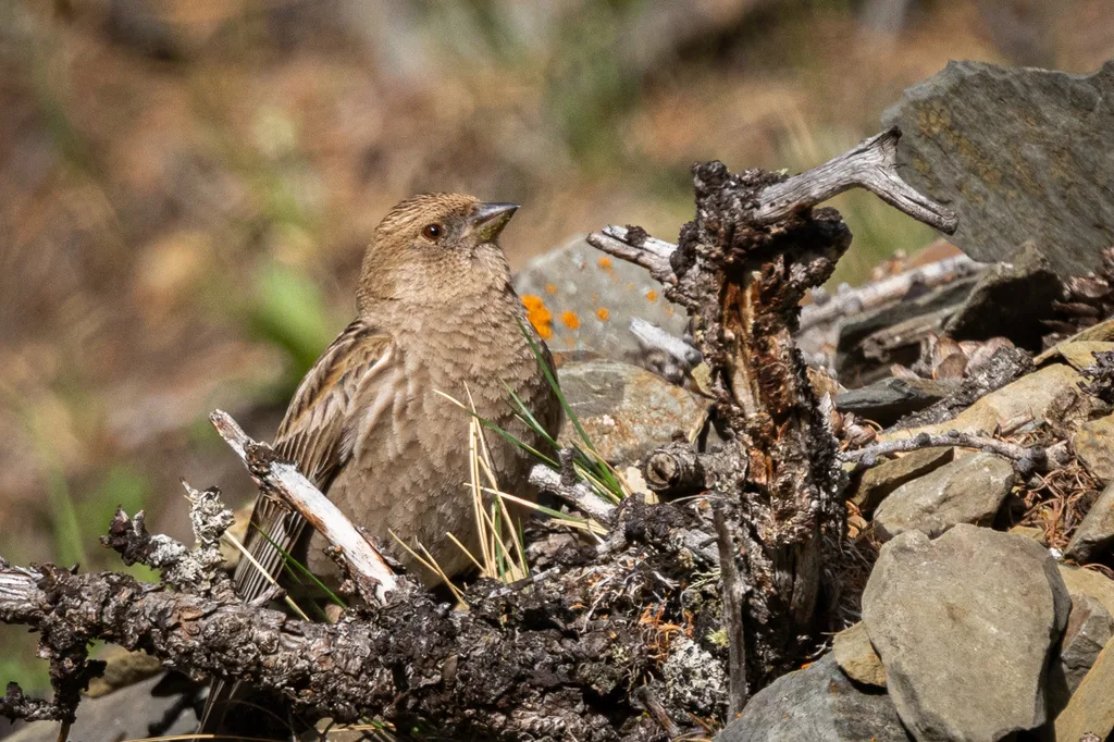 林岭雀(Leucosticte nemoricola)