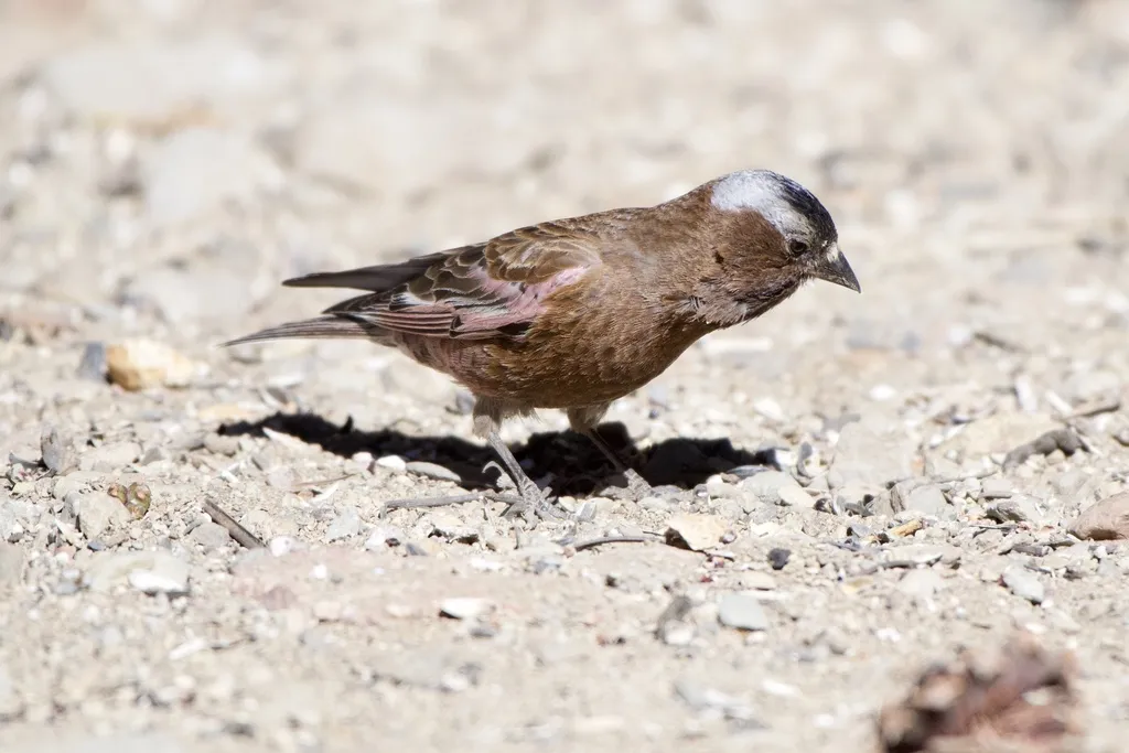 灰头岭雀(Leucosticte tephrocotis)