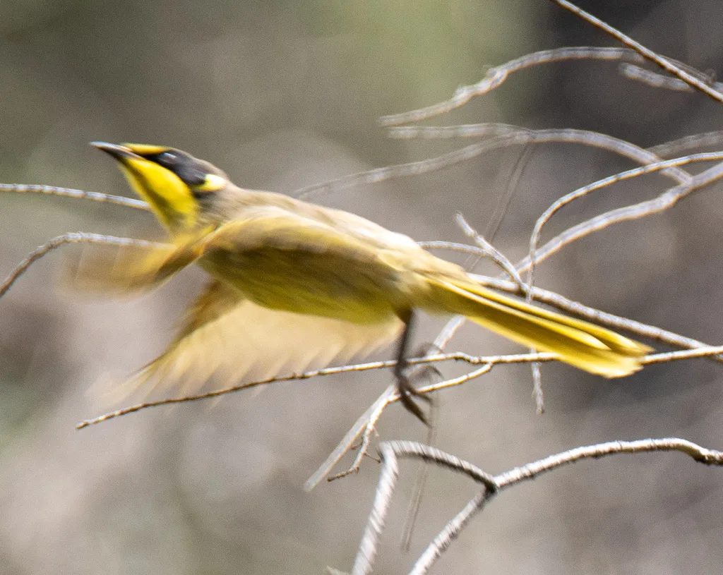 黄冠吸蜜鸟(Lichenostomus melanops)