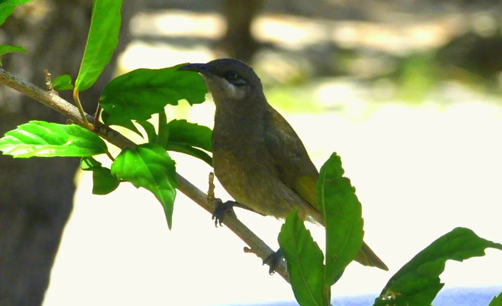 白耳岩吸蜜鸟(Lichmera alboauricularis)