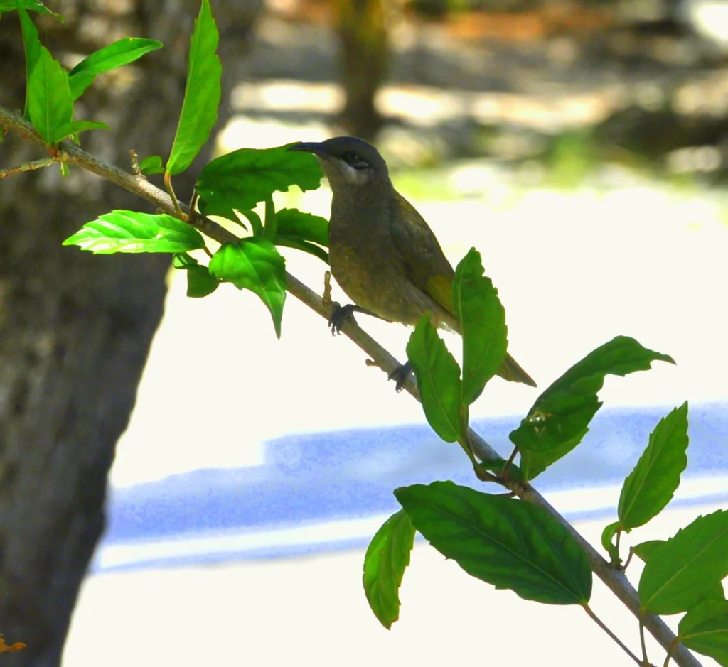 白耳岩吸蜜鸟(Lichmera alboauricularis)