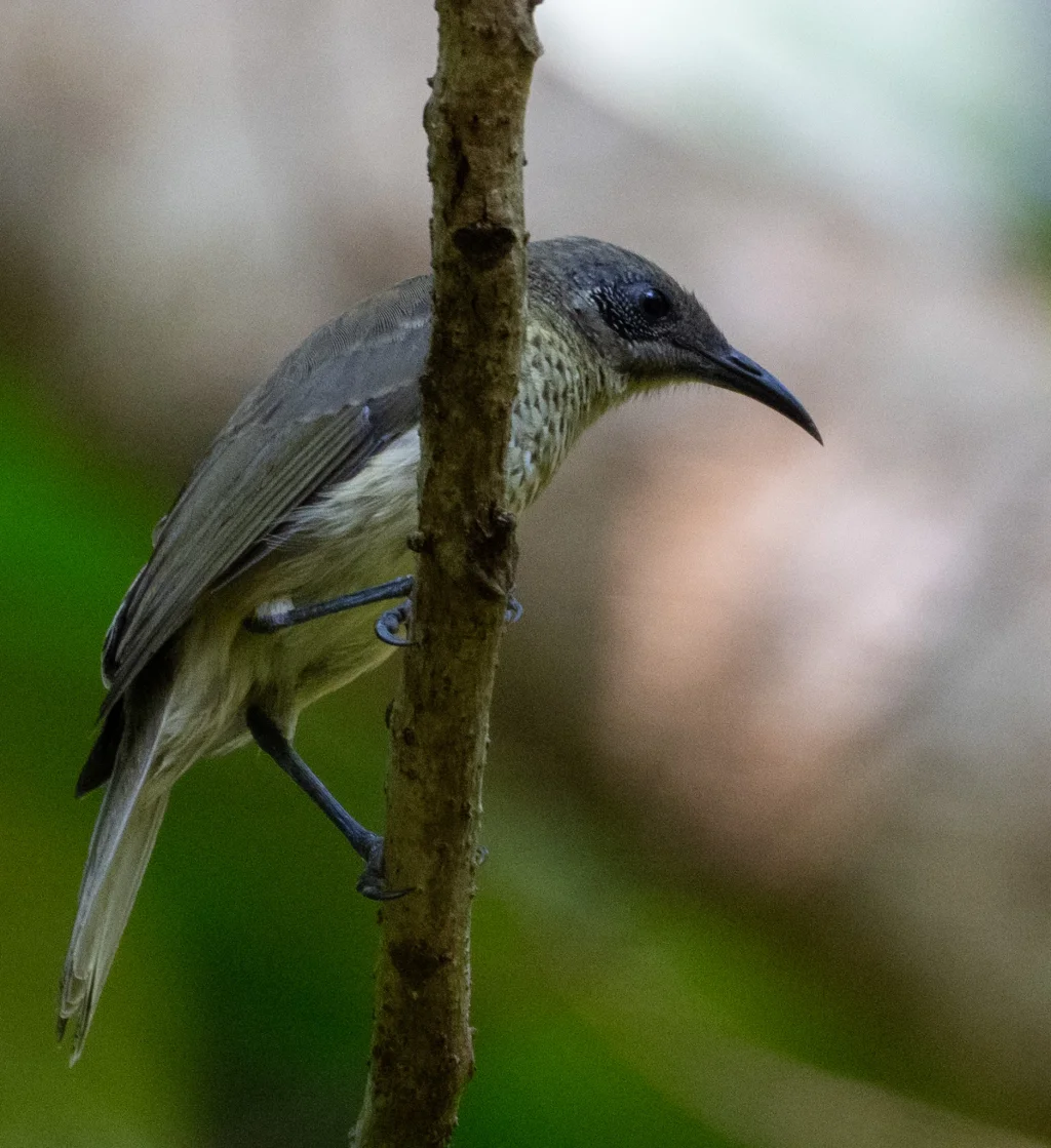 白簇岩吸蜜鸟(Lichmera squamata)