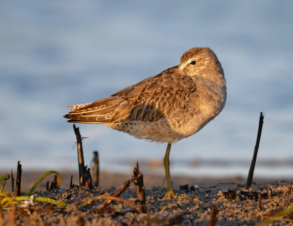 短嘴半蹼鹬(Limnodromus griseus)