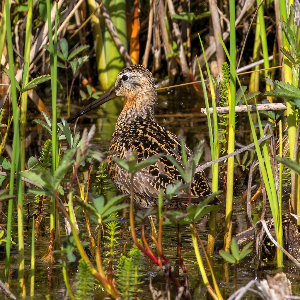 短嘴半蹼鹬(Limnodromus griseus)