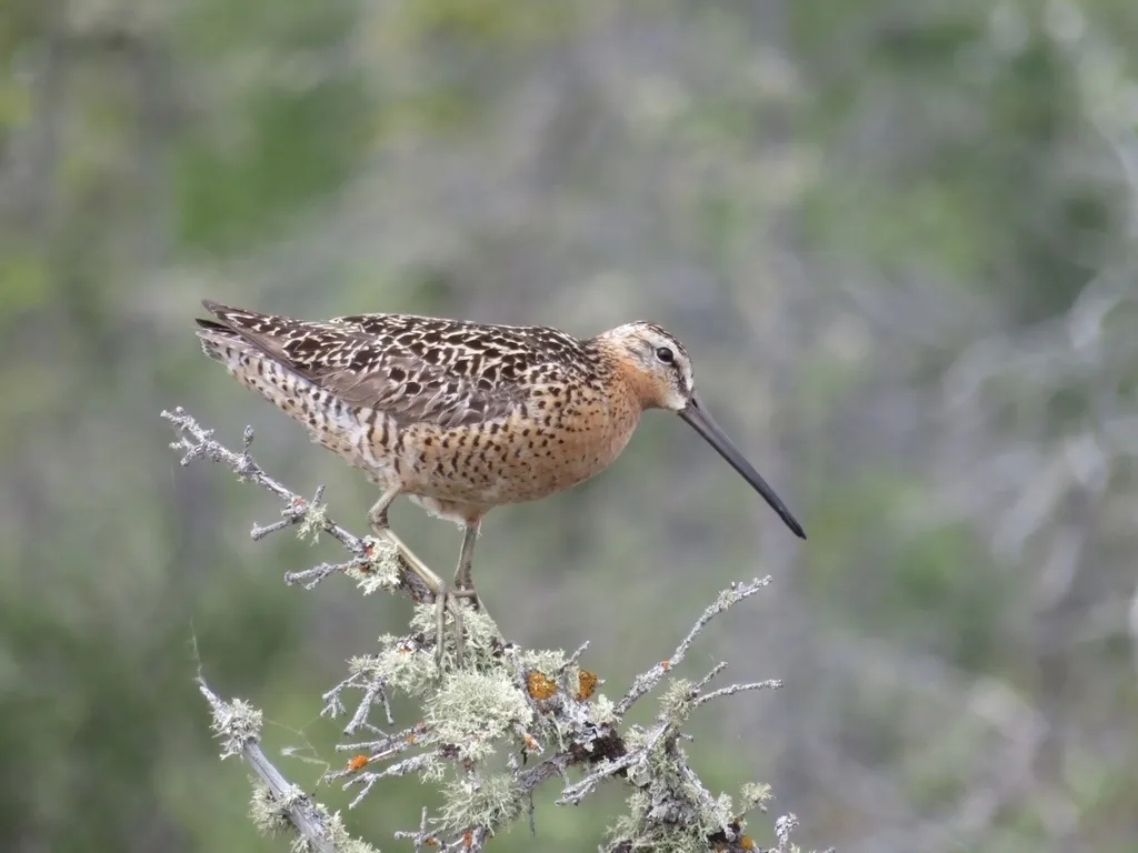 短嘴半蹼鹬(Limnodromus griseus)