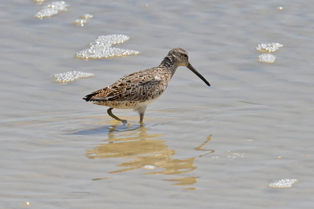 短嘴半蹼鹬(Limnodromus griseus)