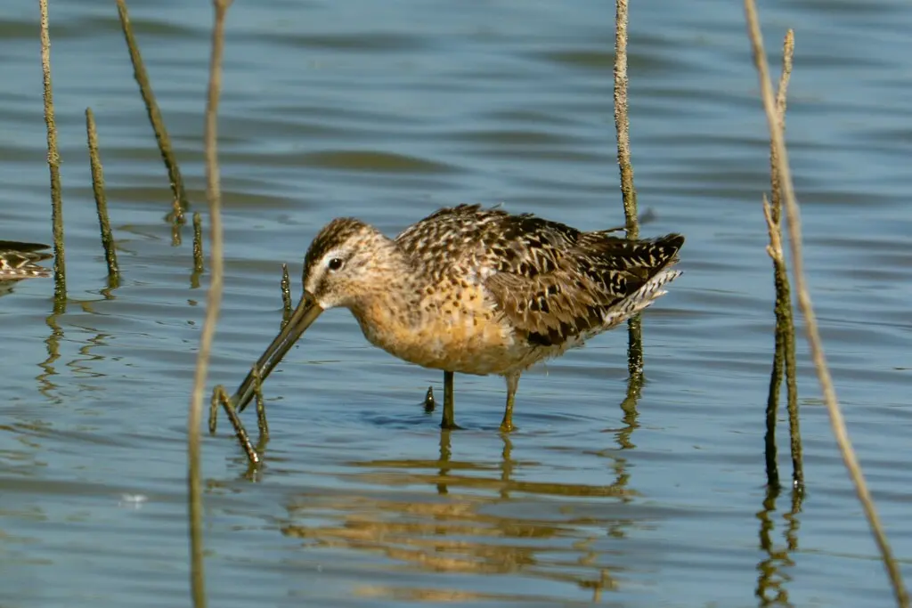 短嘴半蹼鹬(Limnodromus griseus)
