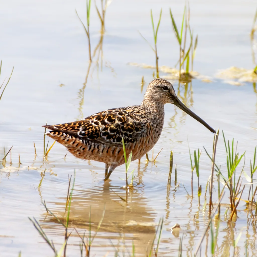 长嘴半蹼鹬(Limnodromus scolopaceus)