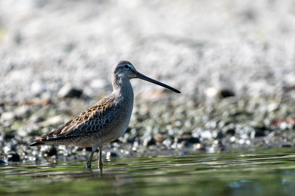 长嘴半蹼鹬(Limnodromus scolopaceus)