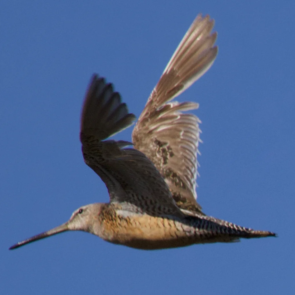 长嘴半蹼鹬(Limnodromus scolopaceus)