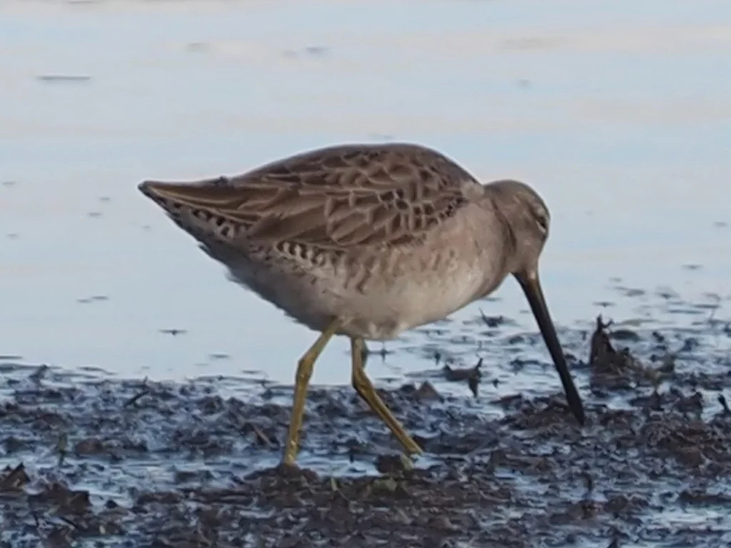 长嘴半蹼鹬(Limnodromus scolopaceus)