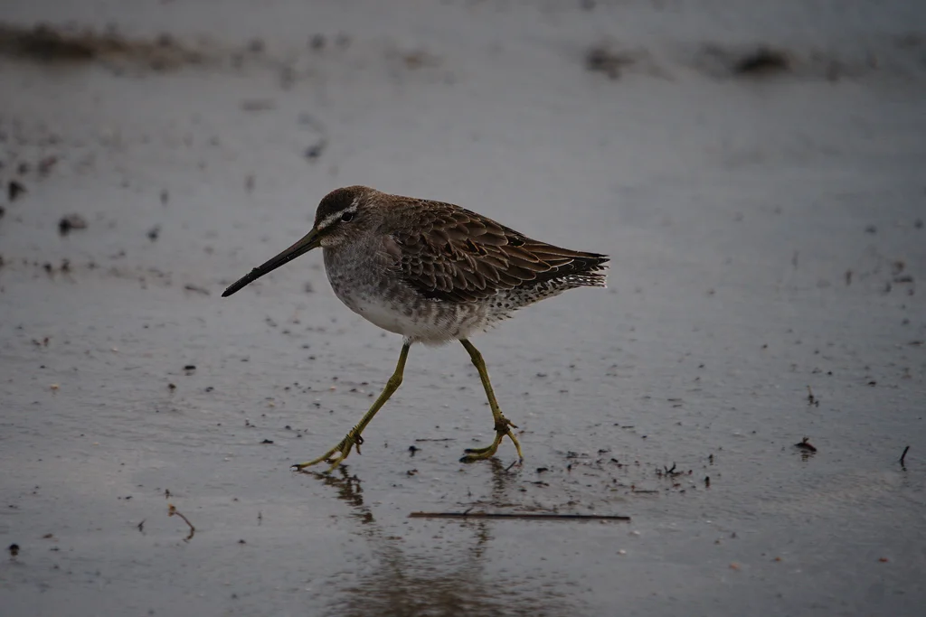长嘴半蹼鹬(Limnodromus scolopaceus)