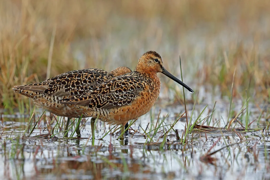 长嘴半蹼鹬(Limnodromus scolopaceus)