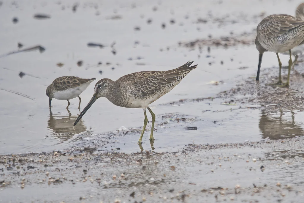长嘴半蹼鹬(Limnodromus scolopaceus)