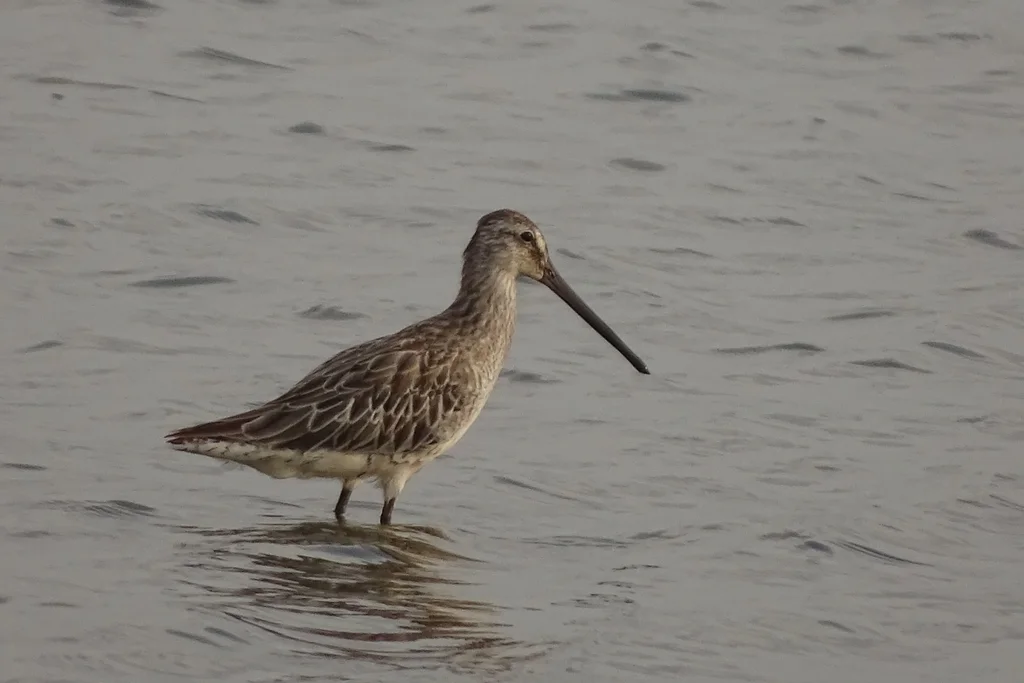半蹼鹬(Limnodromus semipalmatus)