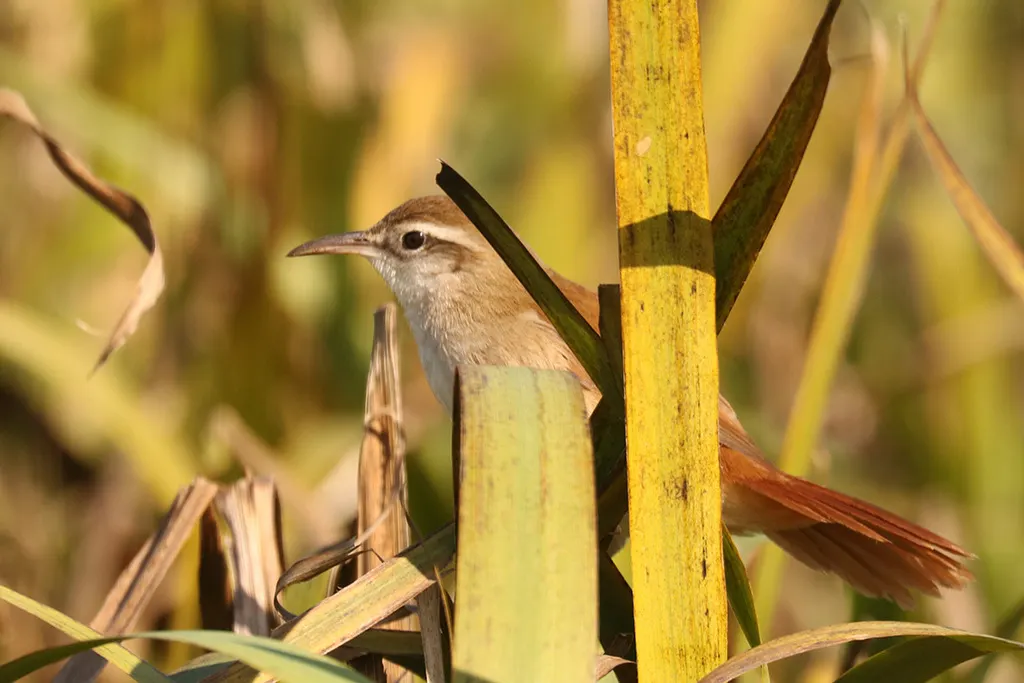 弯嘴芦雀(Limnornis curvirostris)