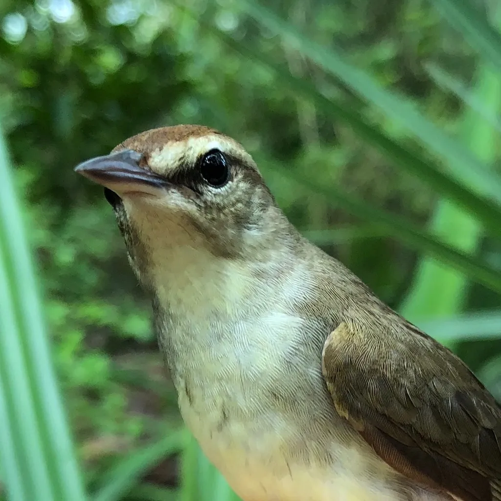 斯氏森莺(Limnothlypis swainsonii)
