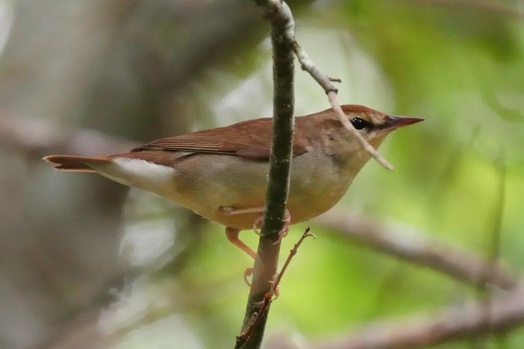 斯氏森莺(Limnothlypis swainsonii)
