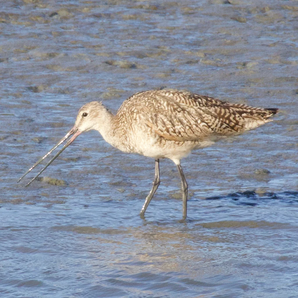 云斑塍鹬(Limosa fedoa)