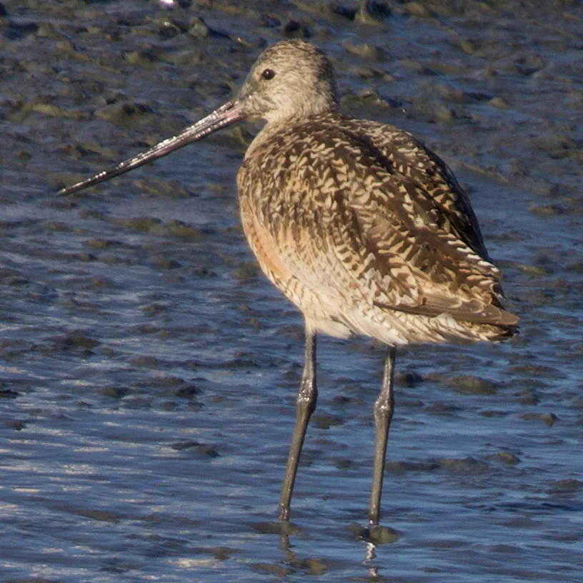 云斑塍鹬(Limosa fedoa)