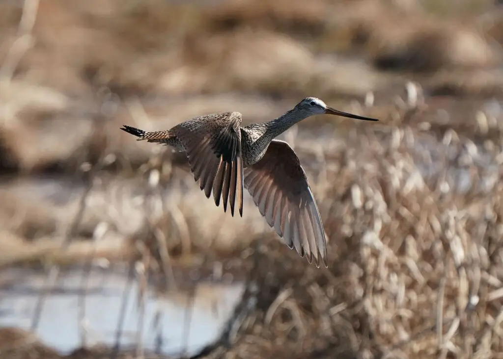云斑塍鹬(Limosa fedoa)