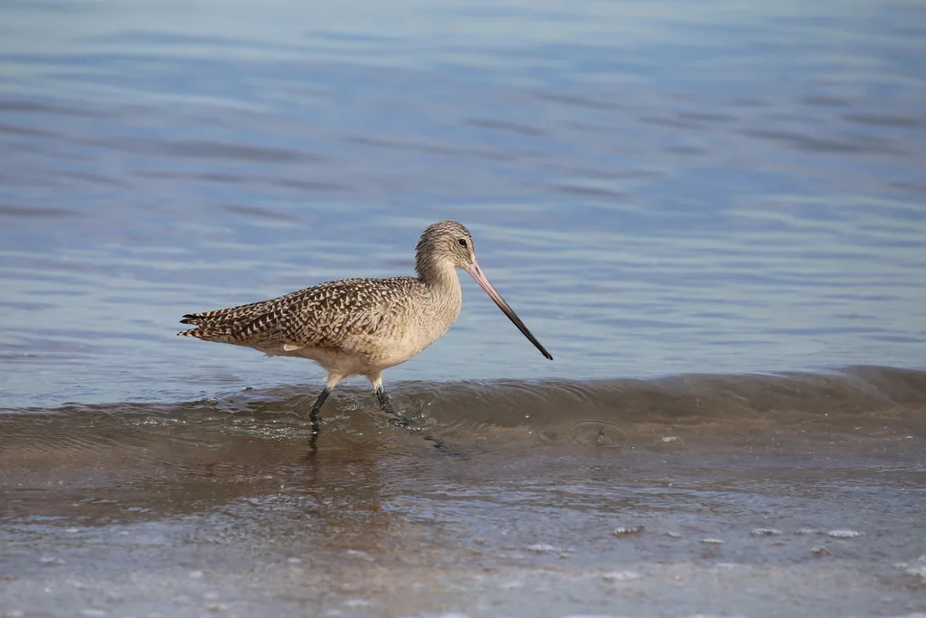 云斑塍鹬(Limosa fedoa)