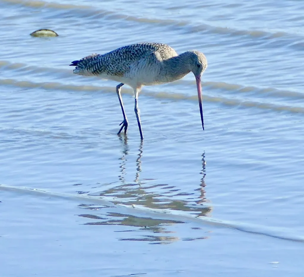 云斑塍鹬(Limosa fedoa)