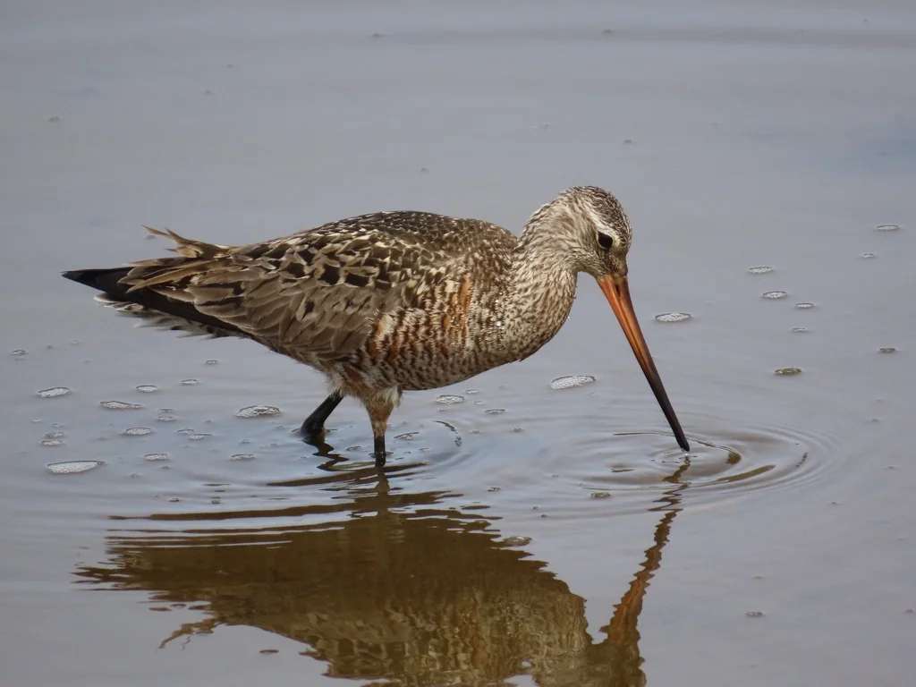 棕塍鹬(Limosa haemastica)