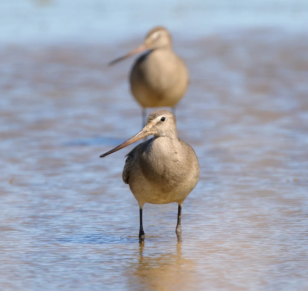 棕塍鹬(Limosa haemastica)