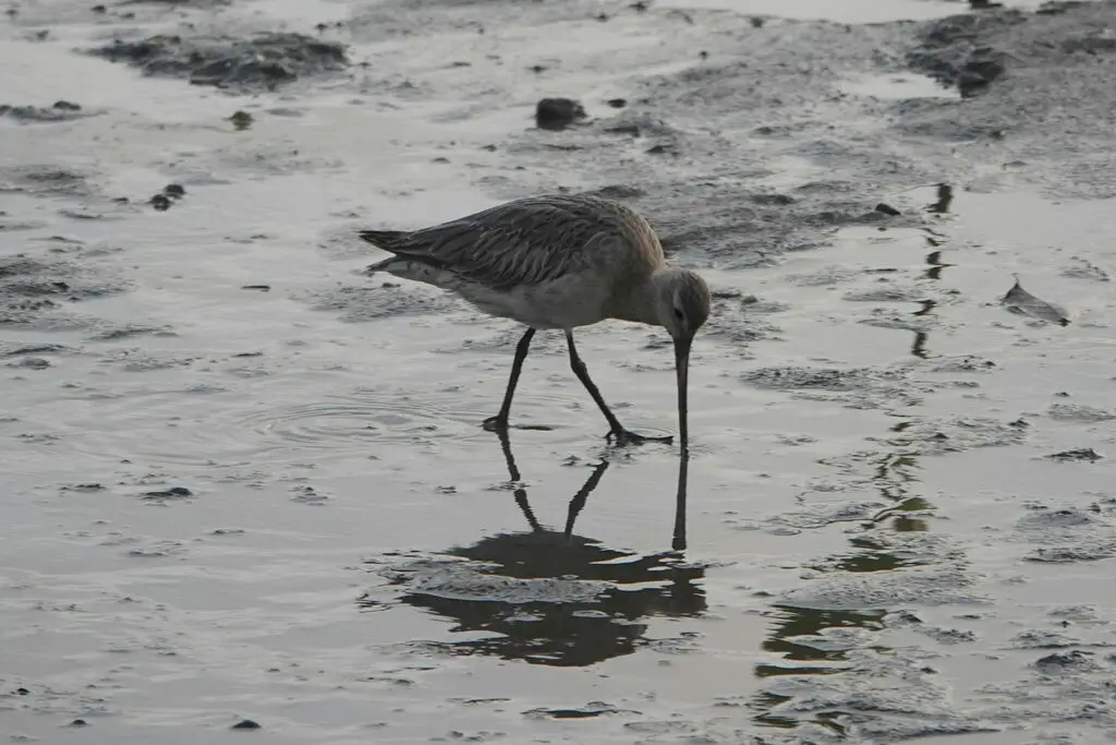 斑尾塍鹬(Limosa lapponica)