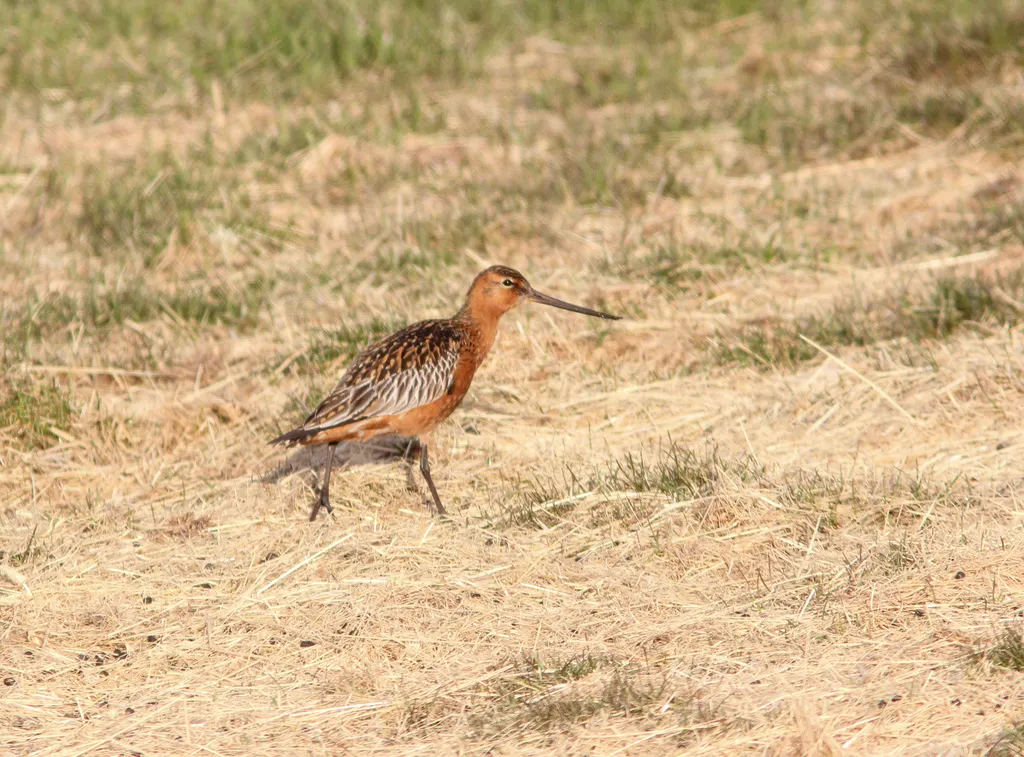 斑尾塍鹬(Limosa lapponica)