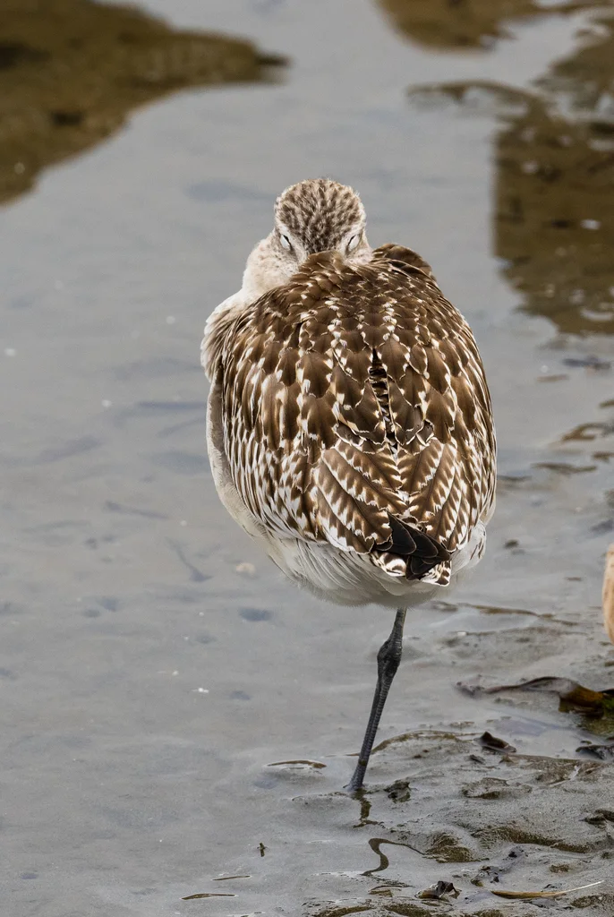 斑尾塍鹬(Limosa lapponica)