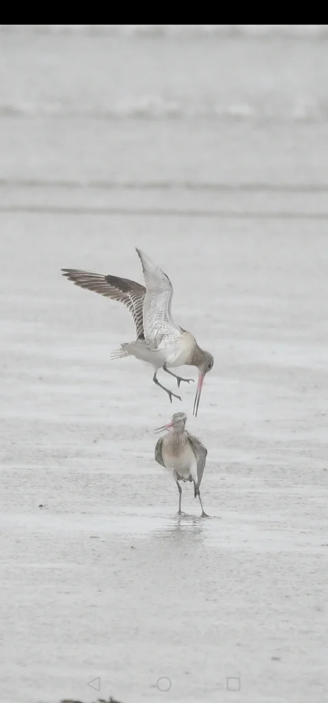 斑尾塍鹬(Limosa lapponica)