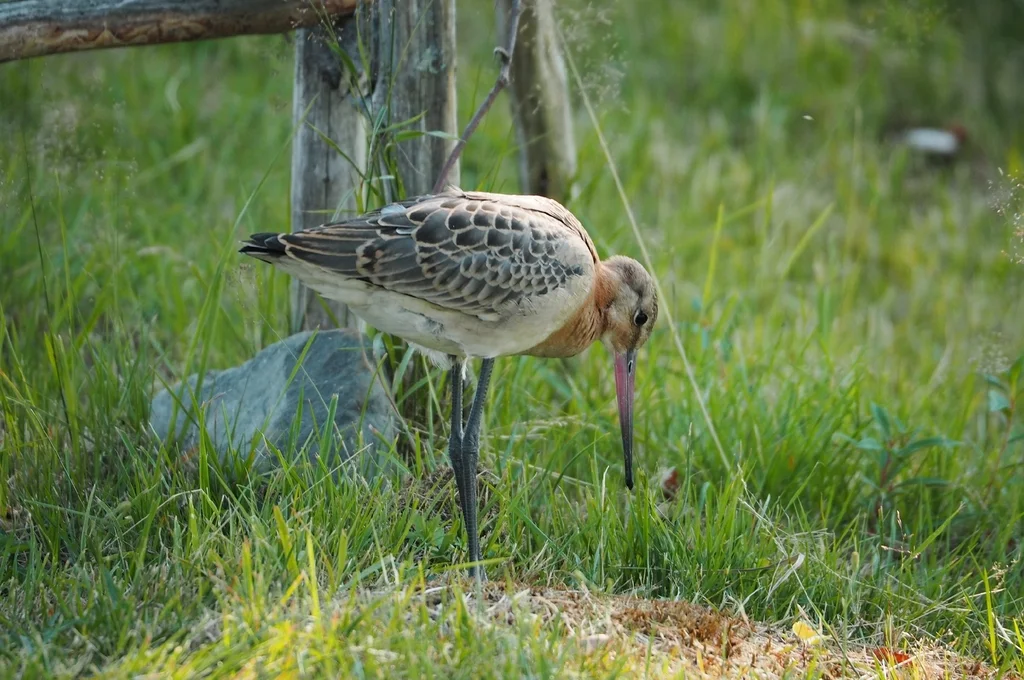 黑尾塍鹬(Limosa limosa)