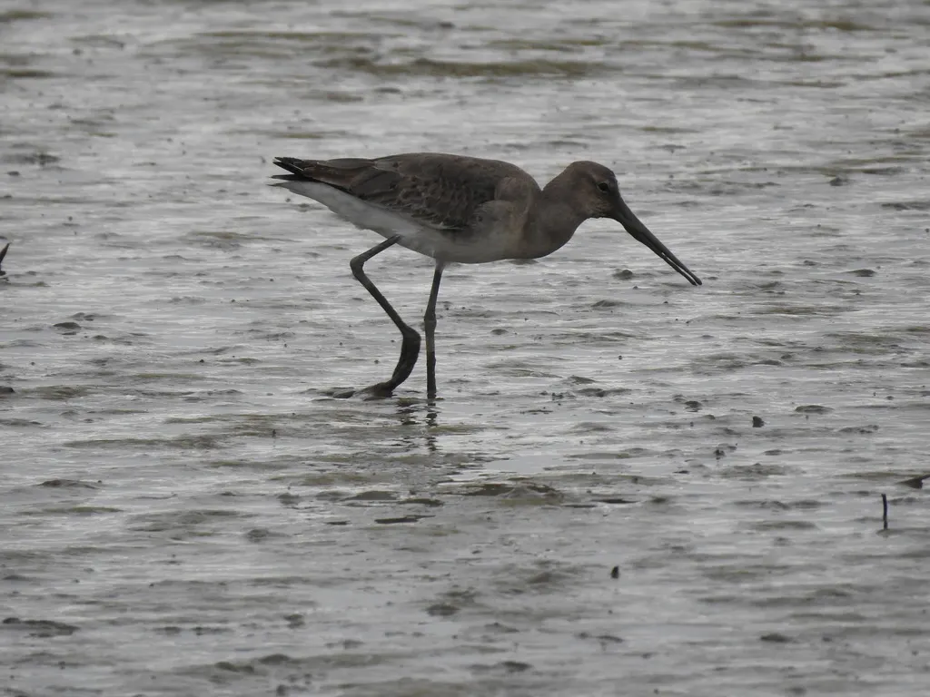 黑尾塍鹬(Limosa limosa)