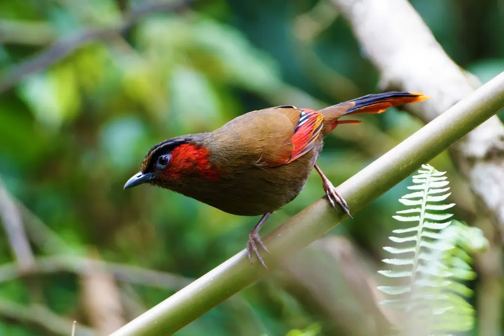 灰头薮鹛(Liocichla phoenicea)